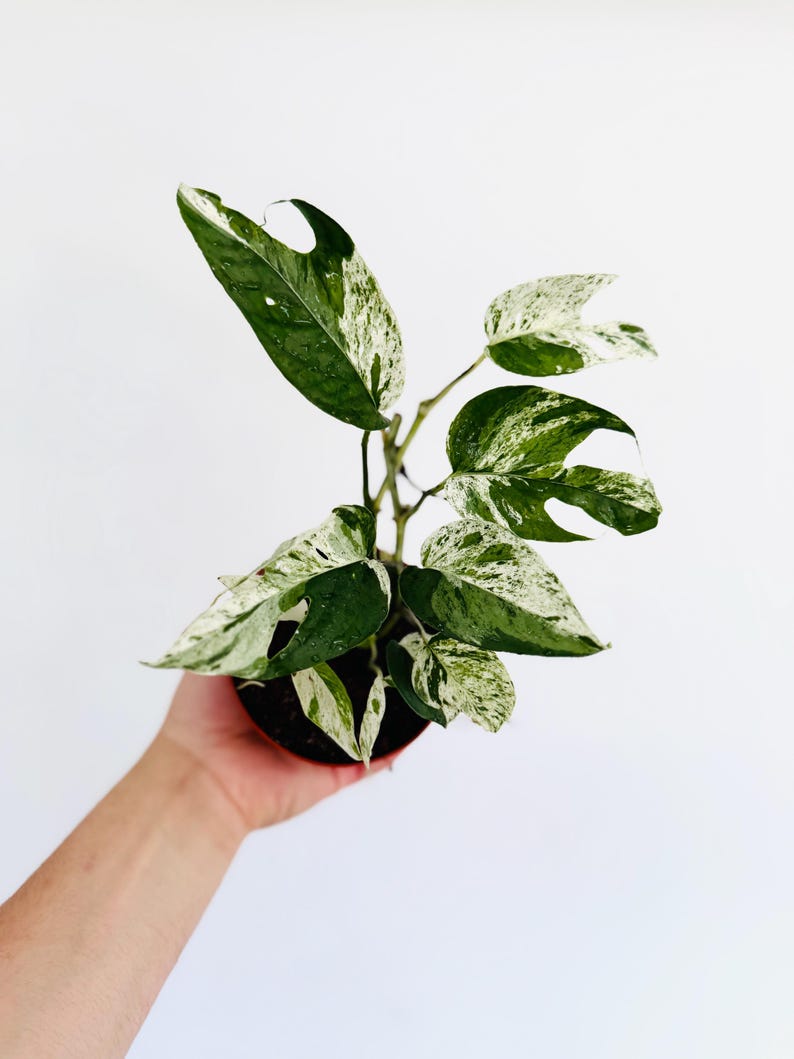 Epipremnum Pinnatum Marble Flame Plant - 4” Live Fenestrated Pothos - Rare Variegated Houseplant - Indoor Decor