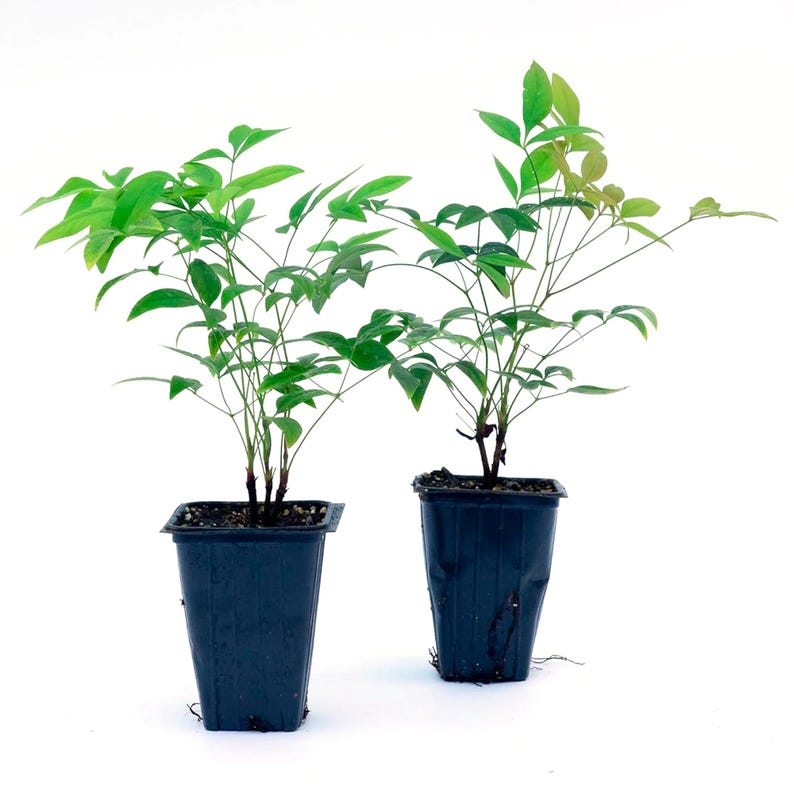 Heavenly Bamboo Live Plants 2.5” Nursery Cubes Nandina Domestica Striking Foliage Multi-Season Interest