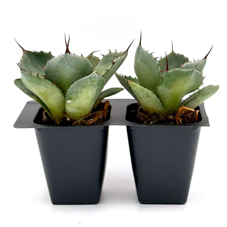 Agave Parryi Succulent in 2.5-Inch Nursery Cube | Drought-Tolerant Blue-Gray Rosette | Agave Parryi-Truncata for Xeriscapes