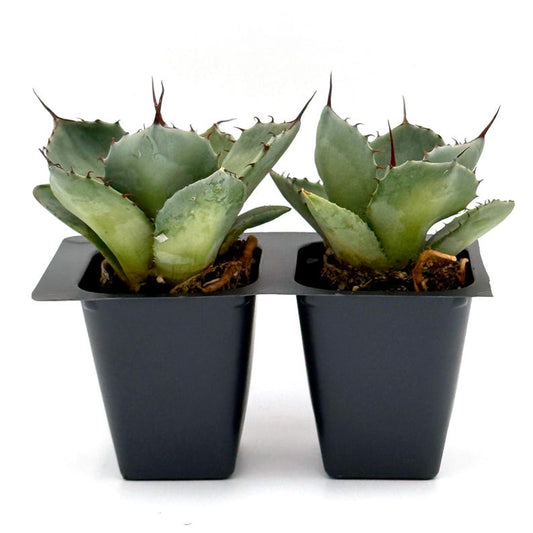 Agave Parryi Succulent in 2.5-Inch Nursery Cube | Drought-Tolerant Blue-Gray Rosette | Agave Parryi-Truncata for Xeriscapes
