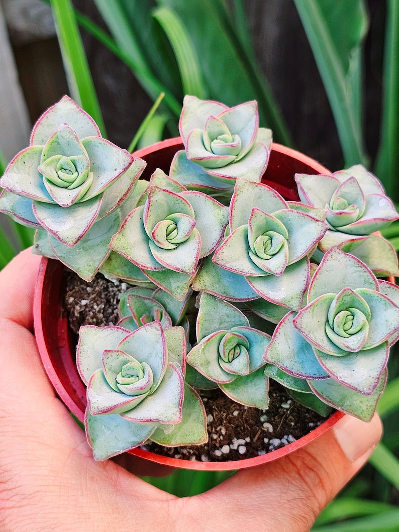 succulent plant with seeds on leaves Live Crassula Perforata Succulent Plant, String of Buttons, ssp. Kougaensis, Green & Pink Edged Foliage