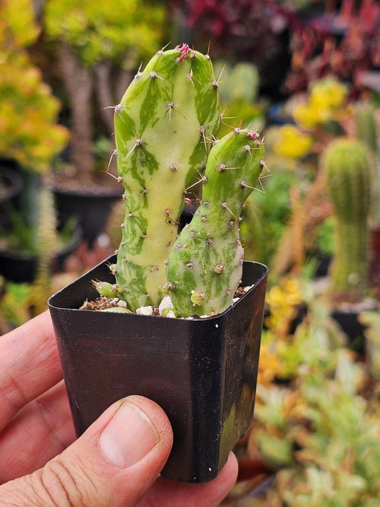 Variegated Prickly Pear Cactus - Joseph's Coat - Opuntia Monacantha - Colorful Succulent for Indoor & Outdoor Gardens