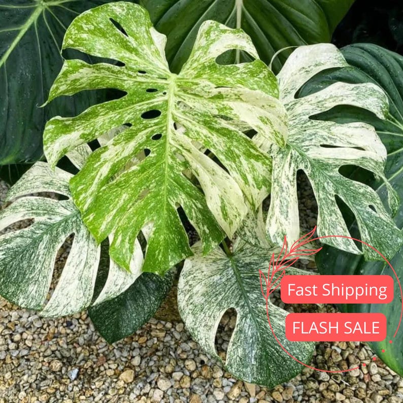 Monstera White Monster Live Plant | 2" Starter Plant | Rare Split Leaf Houseplant | Monstera Adansonii Albo