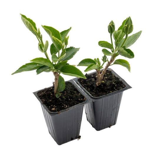 Butterfly Hibiscus Live Plant in 2.5-inch Cube | Hibiscus rosa-sinensis | Tropical Evergreen with Yellow-Pink Blooms
