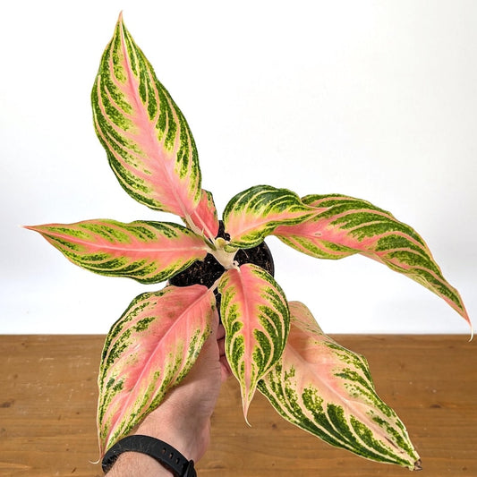 Aglaonema Pink Panama Plant | 4 Inch Live Houseplant | Beautiful Tropical Foliage | Aglaonema commutatum