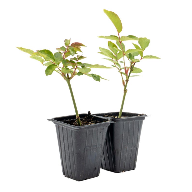 Rosa 'Iceberg' Live Plants 2.5” Nursery Cubes, Award-Winning White Rose, Rosa 'Korbin'