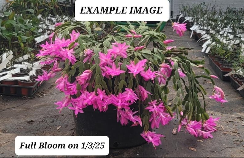 True Christmas Cactus Plant 4" Purple Schlumbergera buckleyi 50+ Year Legacy Mother Plant - Ideal for Indoors and Gardens