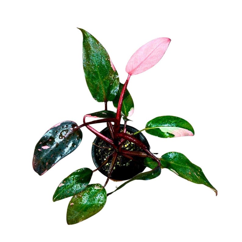 Philodendron Pink Princess Marble Plant in Pot - Rare Indoor Houseplant - Live Collector Plant - Philodendron erubescens 'Pink Princess'