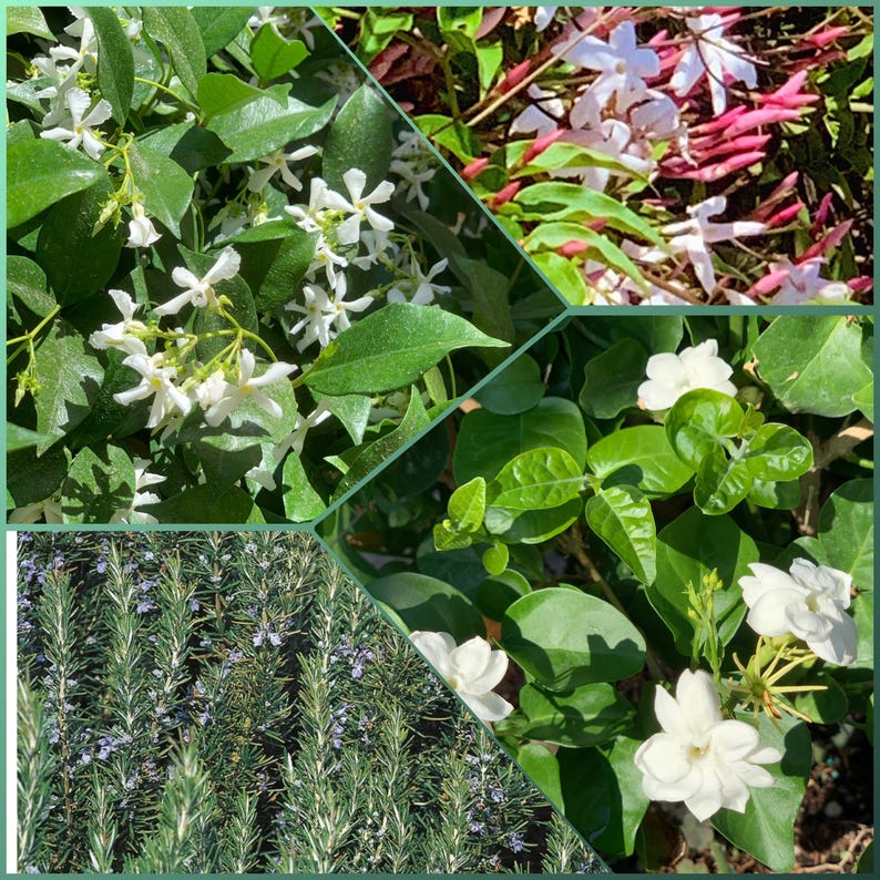 Cottage Garden Variety Combo 24pk - 2" Starter Plants: Rosemary Tuscan Blue, Star Jasmine, Polyanthum Jasmine, Sambac Jasmine