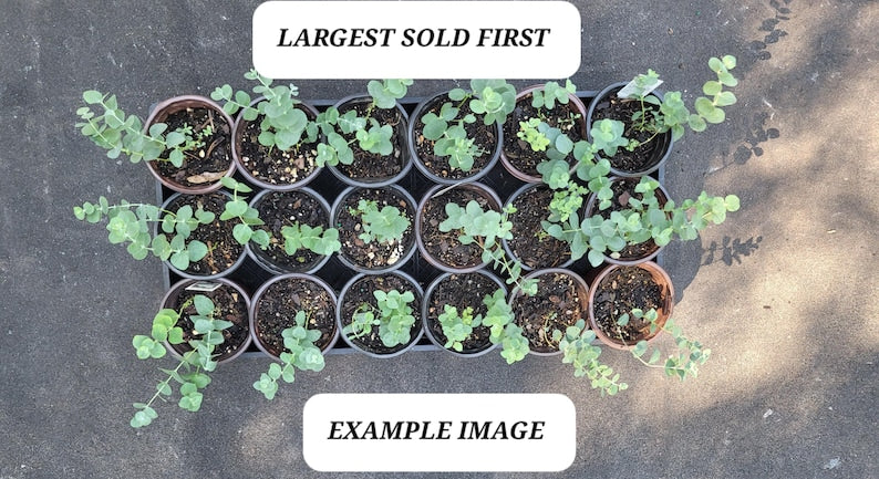 Eucalyptus Baby Blue Starter Plant - Small Plug - Fragrant Foliage - Eucalyptus gunnii - Ideal for Bouquets