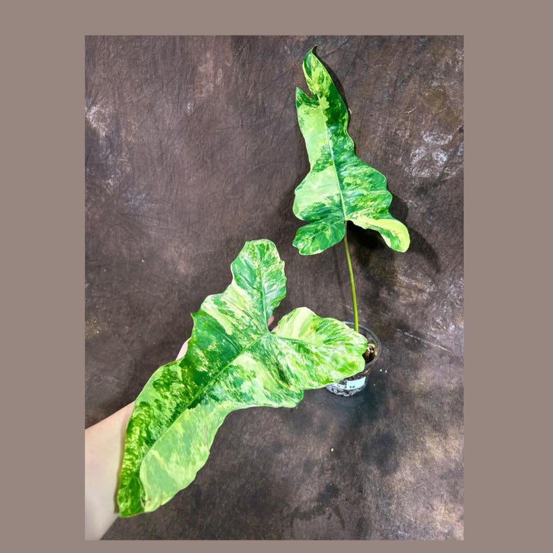 Philodendron Florida Beauty x Billietiae Plant in Nursery Pot - Rare Variegated Hybrid with Large Leaves - Aroid Plant