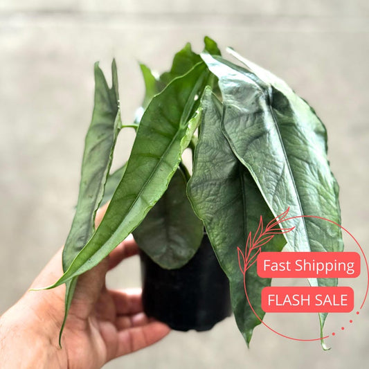 Alocasia Dragon Breathe Live Plant 4" Pot | Rare Tropical House Plant | Air Purifying | Easy Care Indoor Outdoor Plant