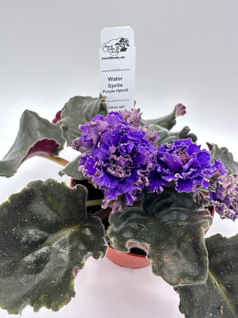 Live African Violet Plant 4" - Purple Hybrid - Water Sprite - Saintpaulia ionantha