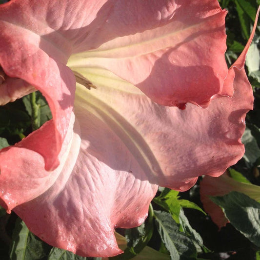 Brugmansia Flamenco - Extra Large Peach Salmon Angels Trumpet Plant, Well-Rooted Starter Size, Brugmansia Brugmansia