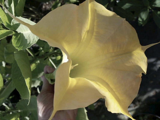 Brugmansia Angels Trumpet Plant - Daybreak Hybrid with Large Fragrant Yellow Flowers - Starter Size 4-Inch Root Zone