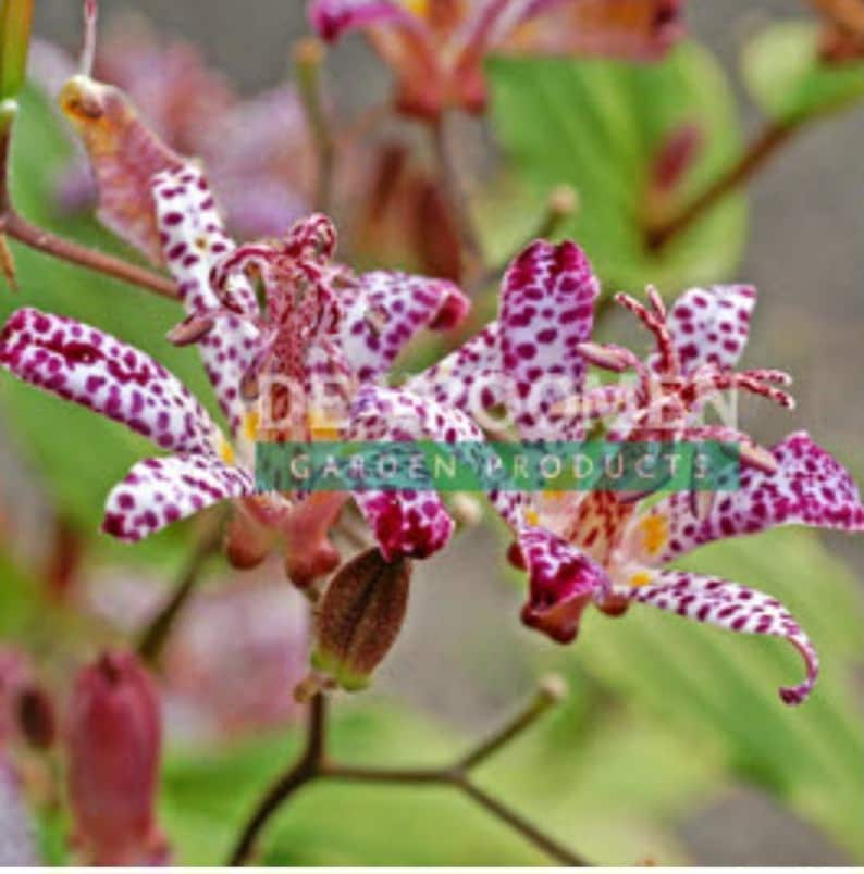 Tricytris Empress Toad Lily Starter Plant - White Star Flowers, Hardy Zone 5-9, Tricyrtis hirta