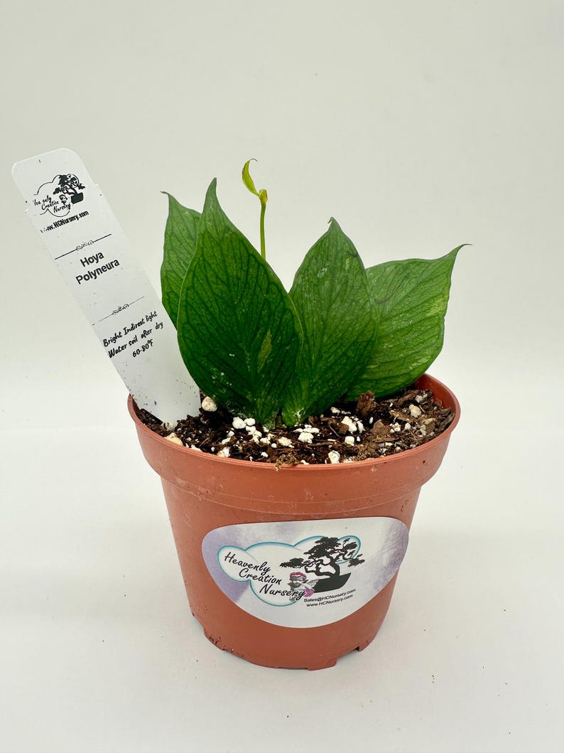 Hoya Polyneura Live Plant 4" - Wax Plant with Thick Leaves & Fragrant Flowers - Tropical Indoor Houseplant