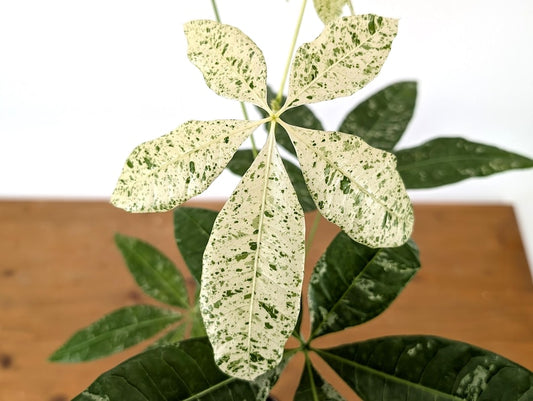 Albo Milky Way Variegated Money Tree 4" Pot - Pachira Aquatica - Exact Plant Pictured - Tropical Houseplant