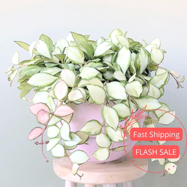 Hoya Heuschkeliana Variegata Live Plant | 4" Variegated Hoya Starter Plant | Rare House Plant for Beginners | Hoya Plant Cuttings