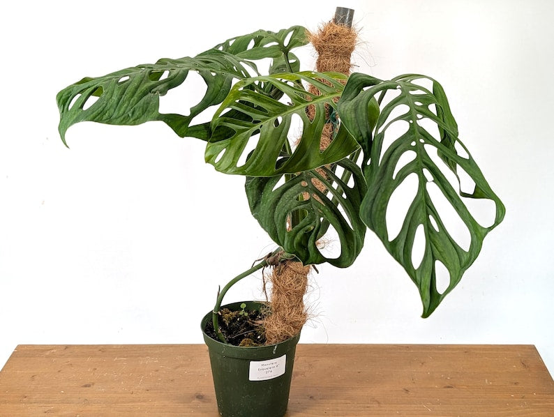 Monstera Esqueleto Plant in 6 Inch Pot - Unique Tropical Plant with Lacy Leaves - Perfect for Home Decor - Monstera Deliciosa