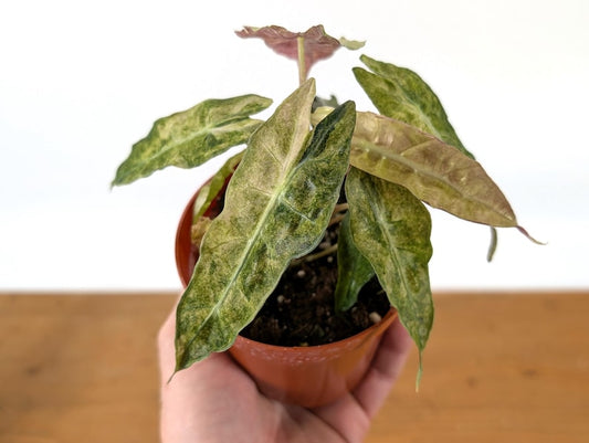 Alocasia Polly Variegated Mint Ghost 4" Pot - Exotic Tropical Plant - Alocasia zebrina