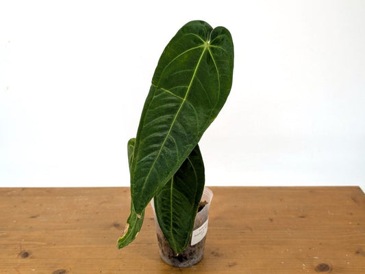 Anthurium Plant - Exact Plant - Warocqueanum x Esmeralda 'Princess Of Hearts' - Anthurium waroqueanum - Tropical Houseplant