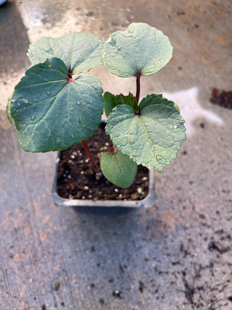 Red Okra Plant 4" Pot - Organic Green or Red Okra - Abelmoschus esculentus - Live Vegetable Garden Plants