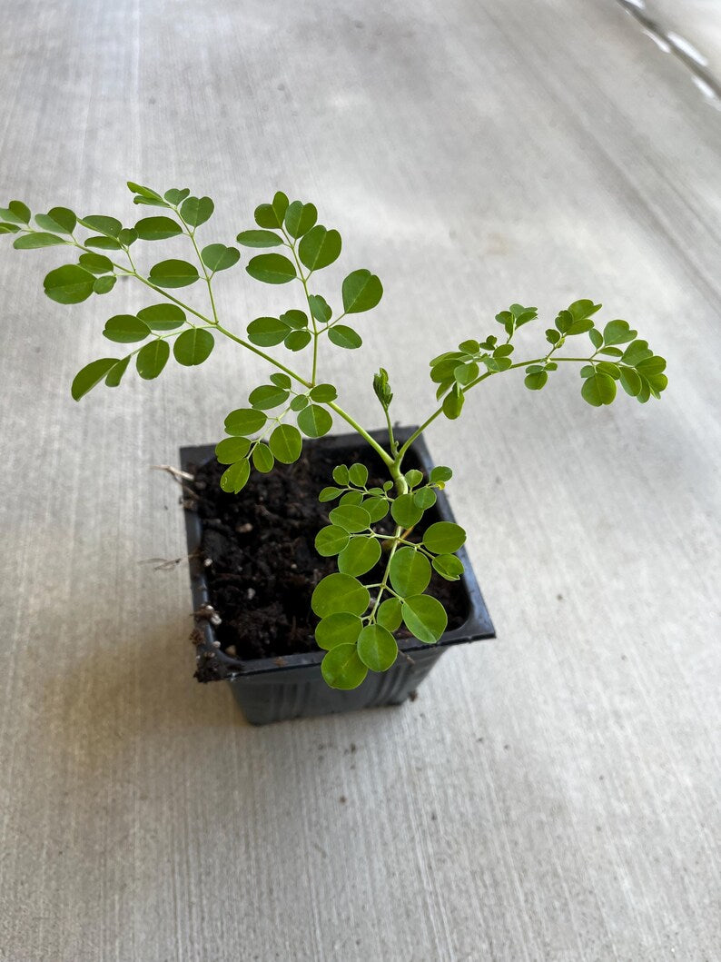 Moringa Tree Seedlings in 4" Pot - Moringa Oleifera - Nutrient-Rich Miracle Tree for Health Benefits and Home Gardening