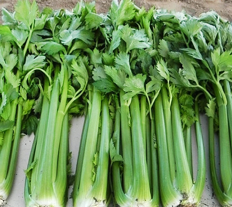 Chinese Celery Kintsai Dark Green 1350 Seeds For Planting Apium graveolens var. secalinum