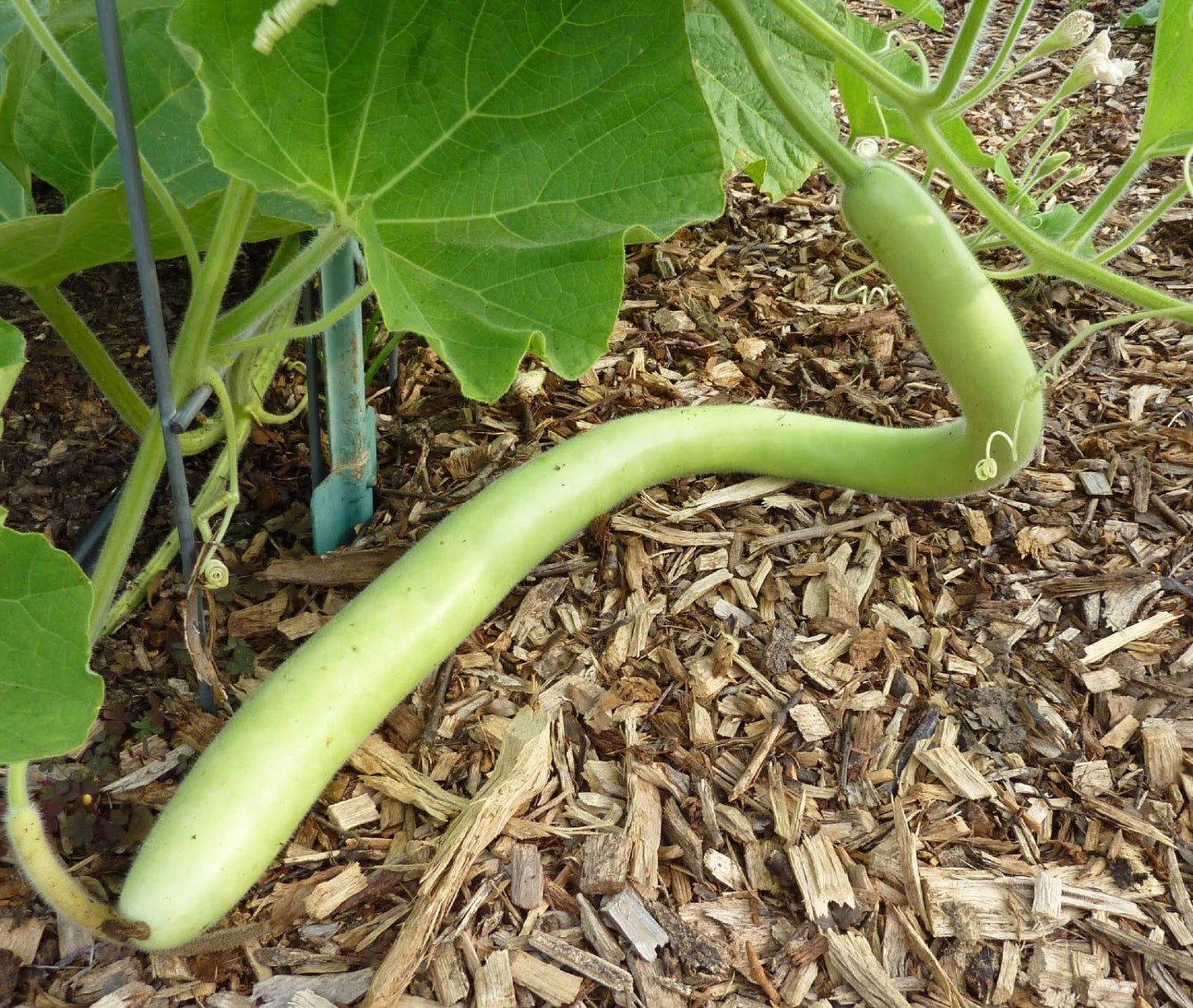 Cucuzzi (italian Edible) Gourd 10 Seeds For Planting