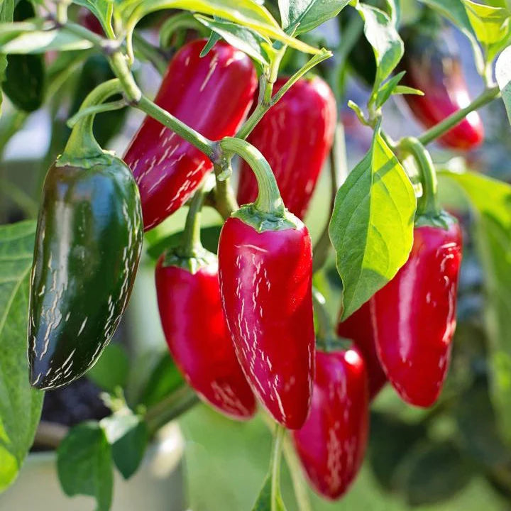 Jalapeno Early Hot Pepper 30 Seeds For Planting