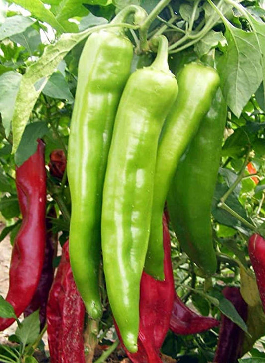 Pepper Hot Hatch Big Jim Chili 30 Seeds For Planting