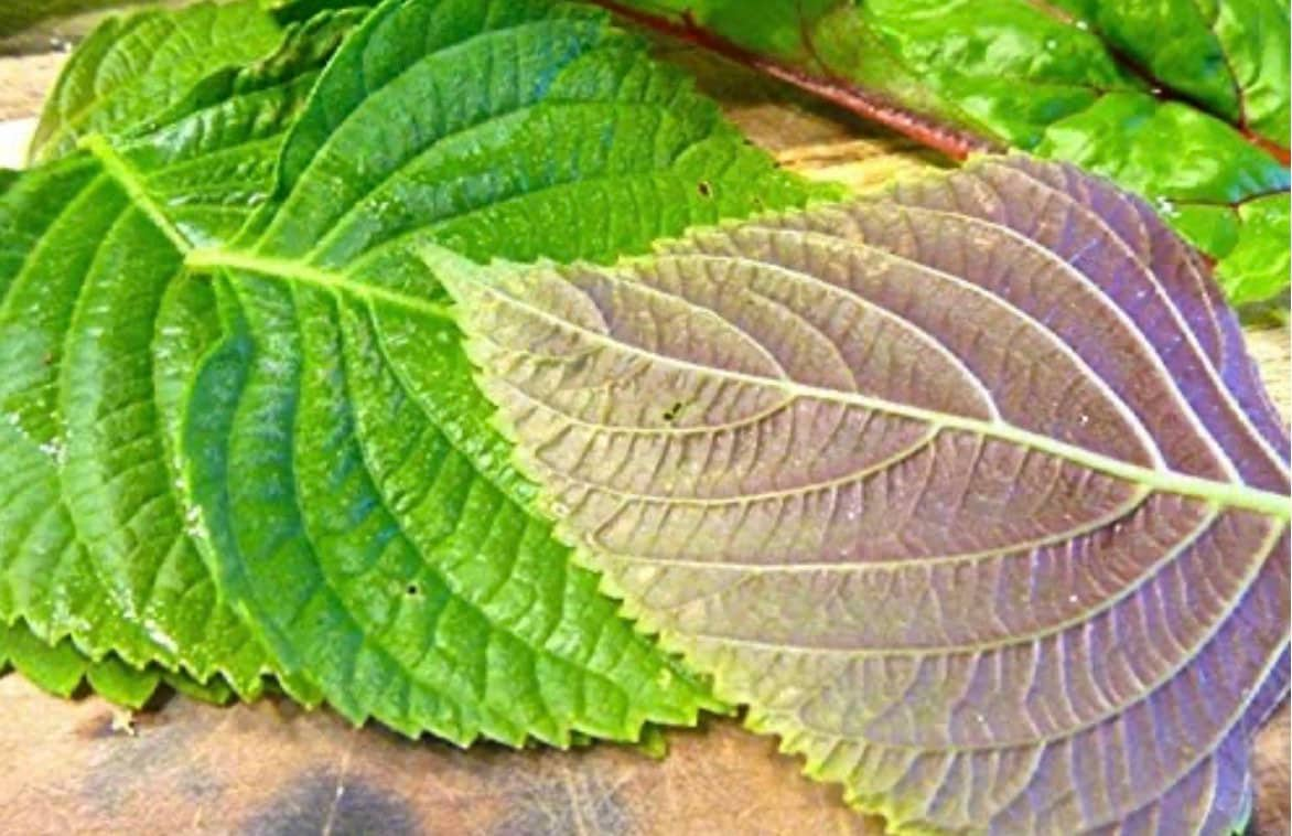 Perilla (shiso), Korean Perilla Herb 400 Seeds For Planting