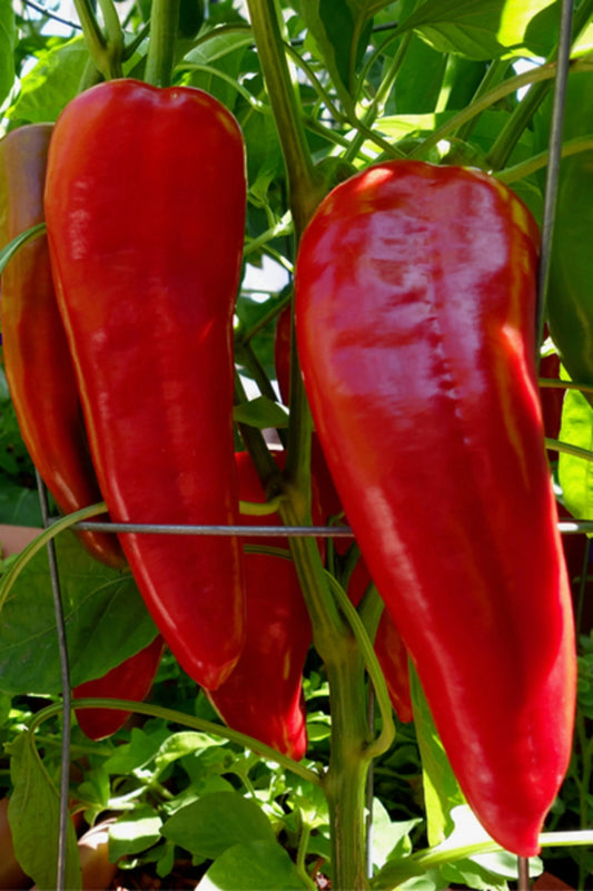 Pepper- Giant Marconi Red Seeds For Planting