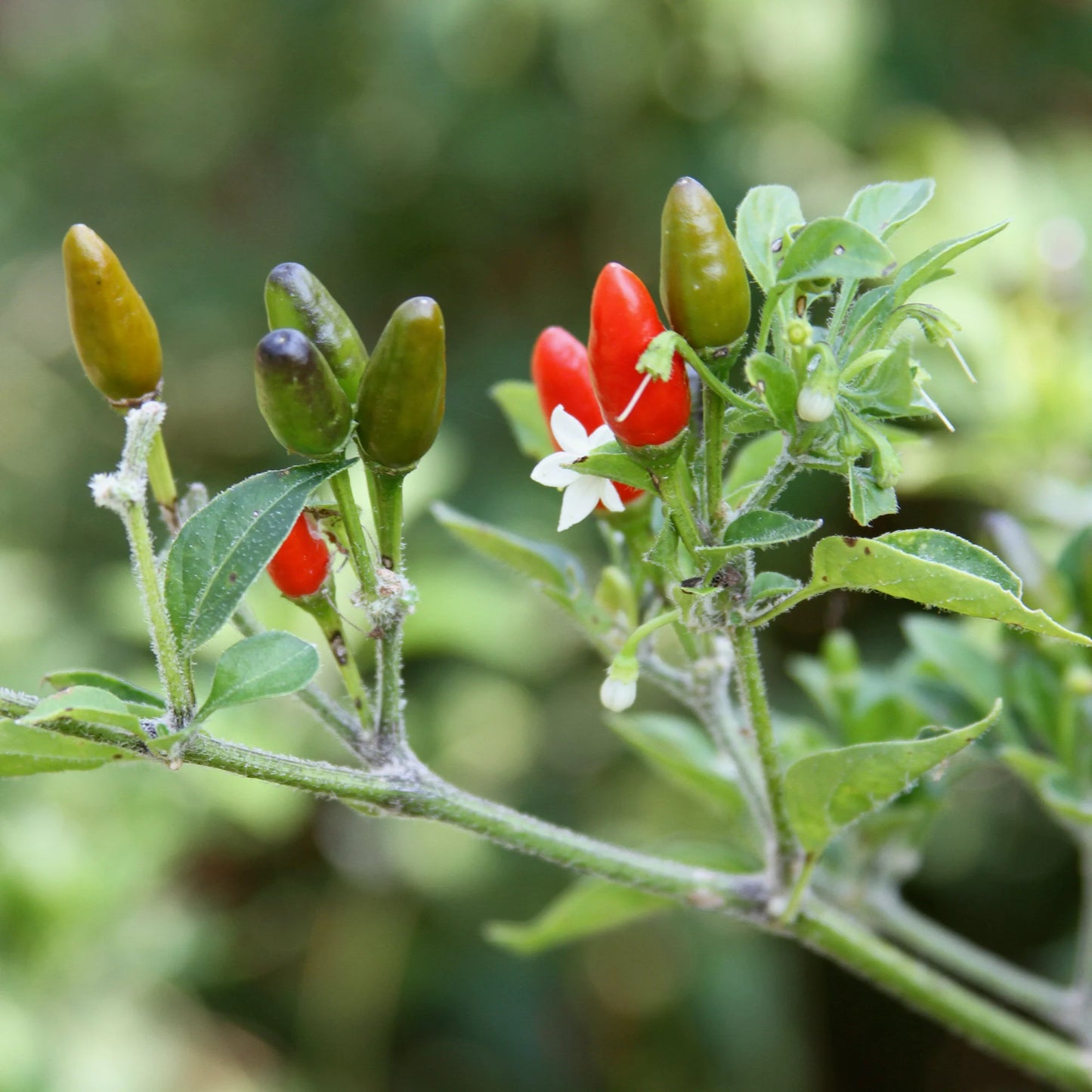 Chile Pequin Pepper 250 mg Seeds For Planting