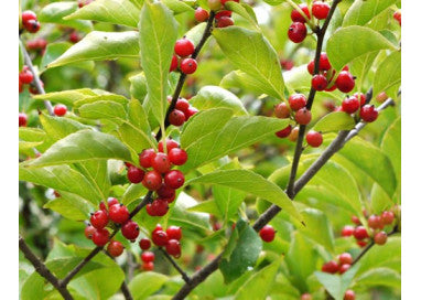 Ilex montana 500 mg (approx 30 SEEDS) Seeds For Planting