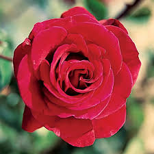 1 Live Starter Plants in 2 Inch Pots Don Juan Rose Bush