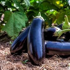 200+ Black Beauty Eggplant Seeds - Heirloom, Non-GMO & Classic Variety