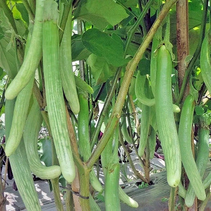 2,000+ Eggplant Seeds (Solanum melongena) Bundling 9 Cultivar Garden Package – Premium Certified Heirloom Vegetable and Solanaceous Seeds for Planting