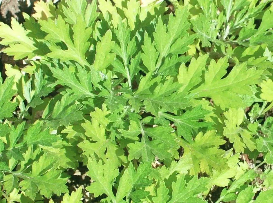 Japanese Mugwort, Yomogi Herb 100 mg Seeds For Planting