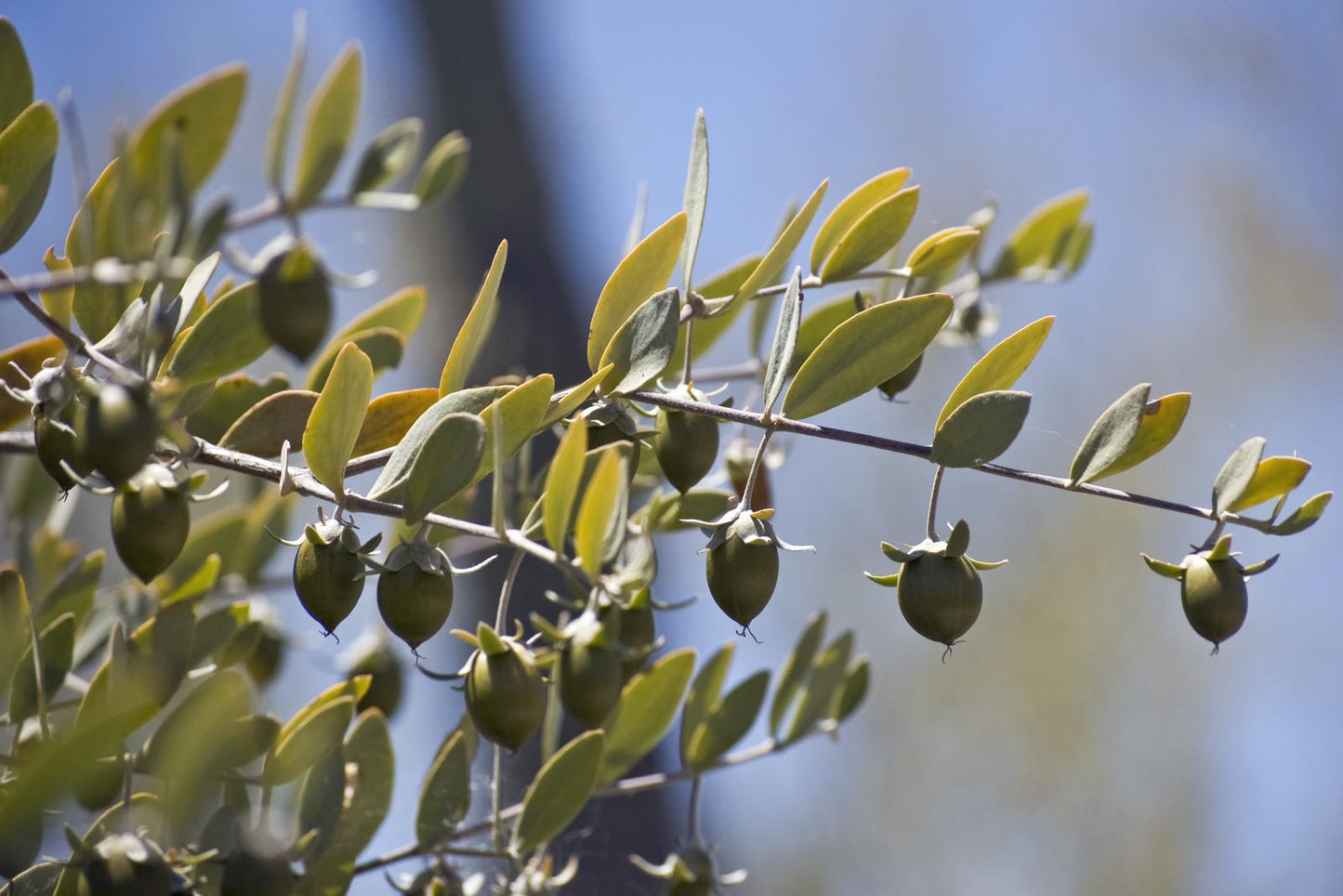 Jojoba Simmondsia Chinensis 5 Seeds For Planting