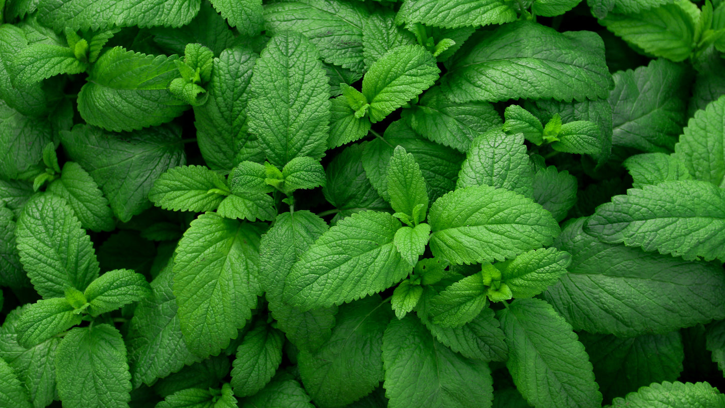 Mint peppermint 30mg Seeds For Planting