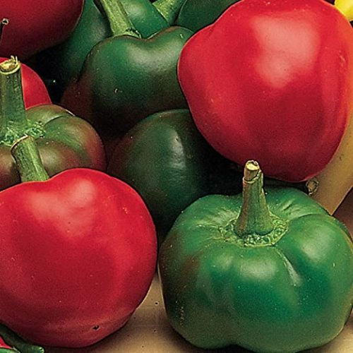 Large Hot Cherry Hot Pepper Capsicum annuum 250 mg Seeds For Planting