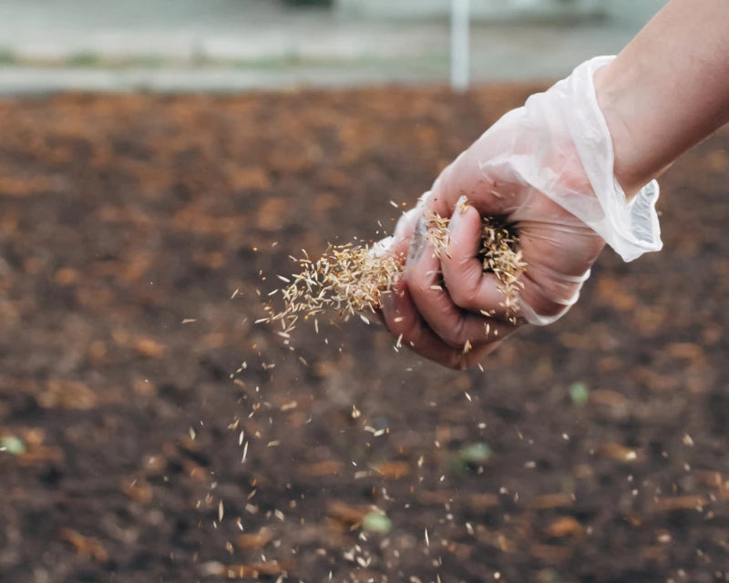 Sprinkle Mixture Seeds For Planting