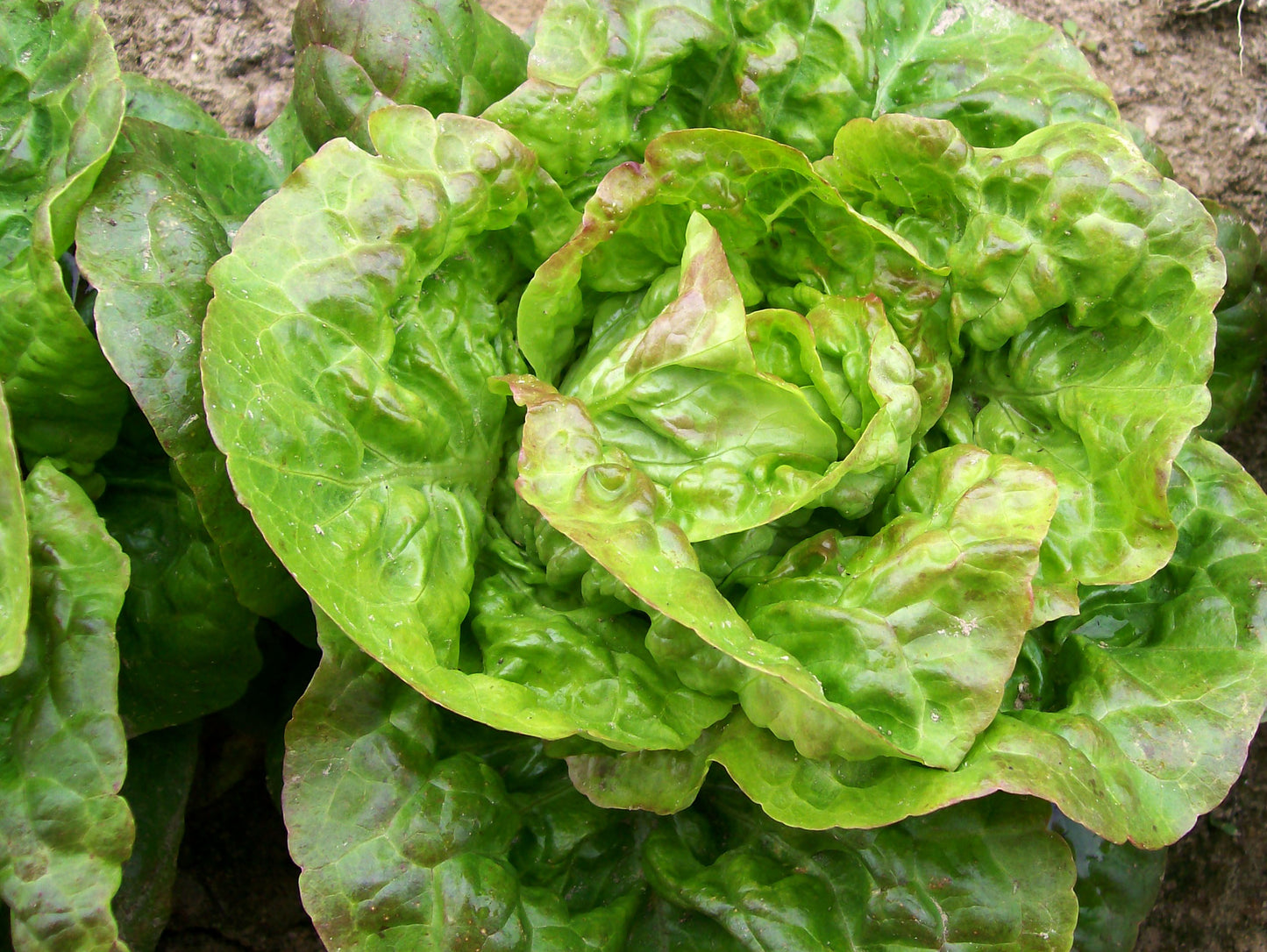 Bibb Butterhead Lettuce 700 Seeds For Planting