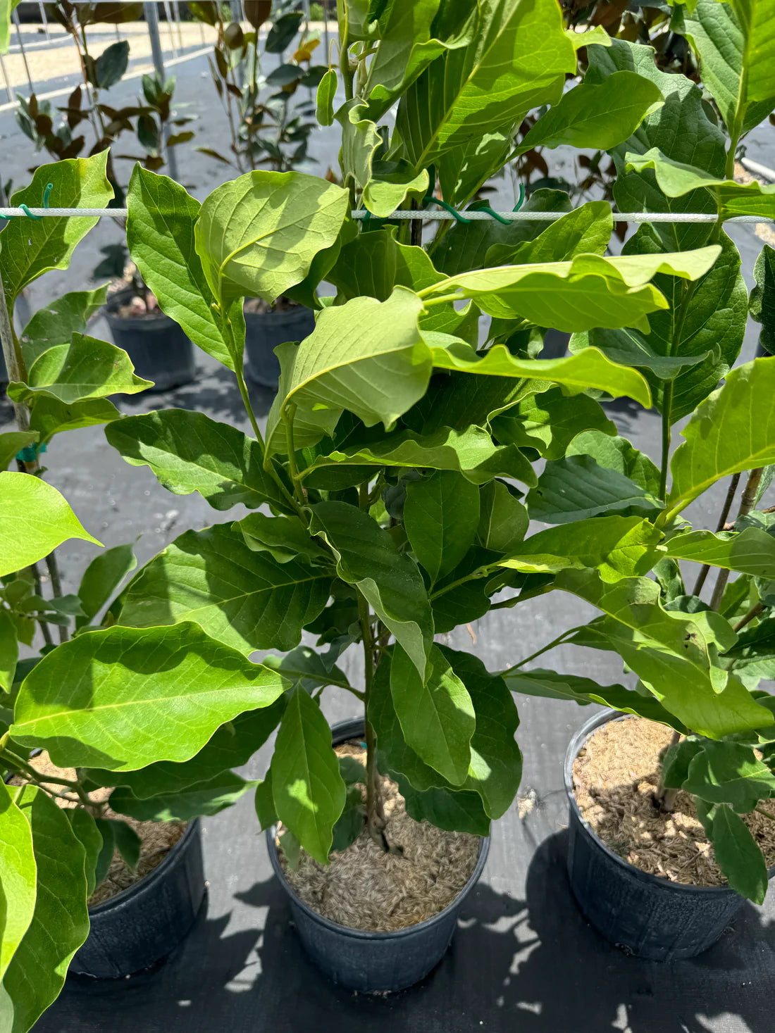 Jane Magnolia Tree - Compact Pink-Purple Flowering Tree 3-4ft Tall - Magnolia x Jane