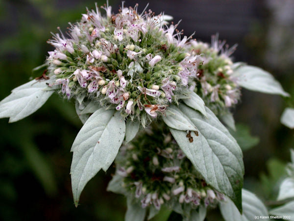 Mountain Mint Herb Pycnanthemum virginianum 30 mg Seeds For Planting