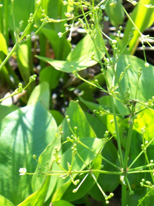 Alisma Subcordatum (mud Plantain) 250 mg Seeds For Planting