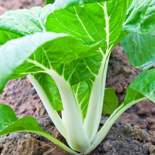 Pak Choi White Stem