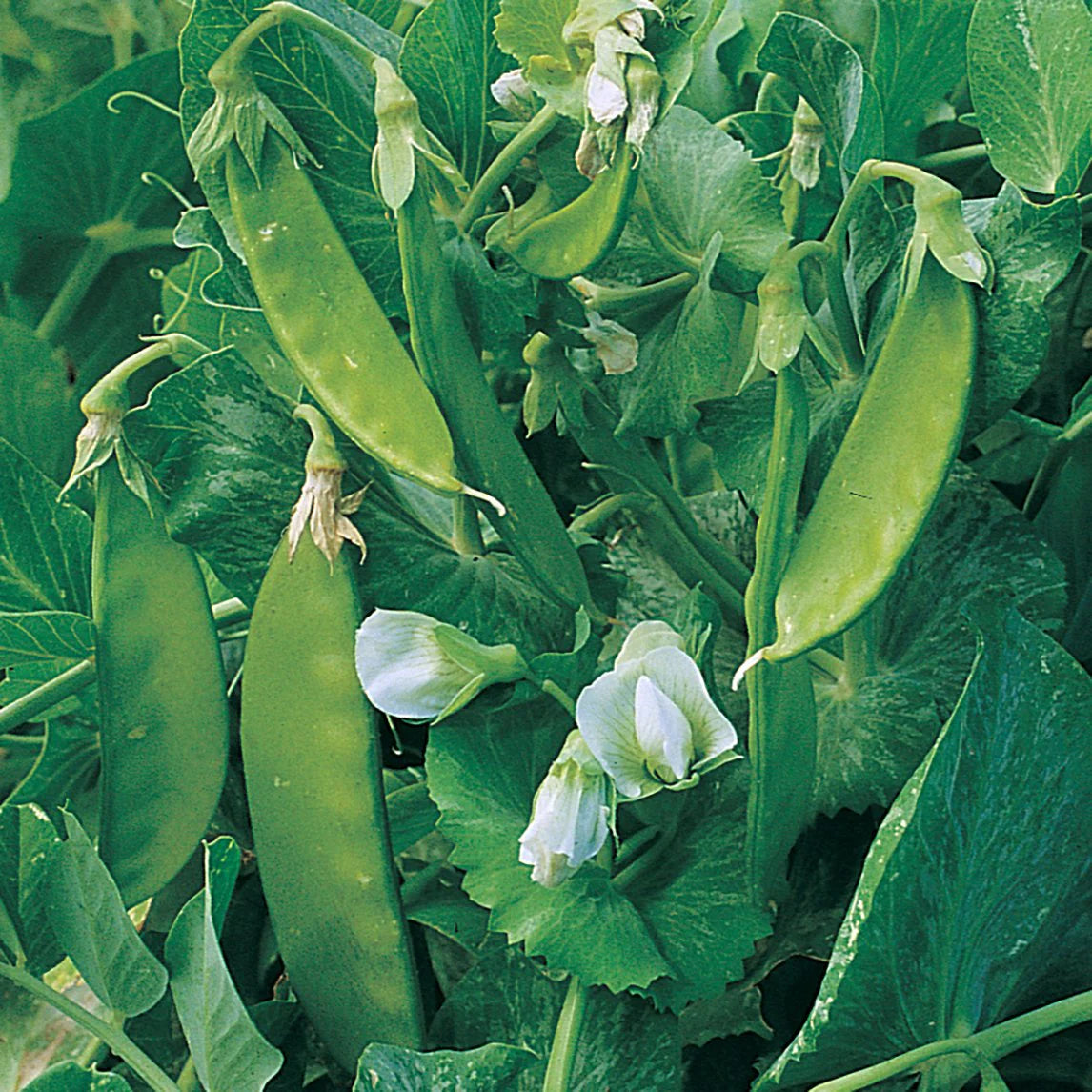 Pea Snow Dwarf Carey 5 gram Seeds For Planting